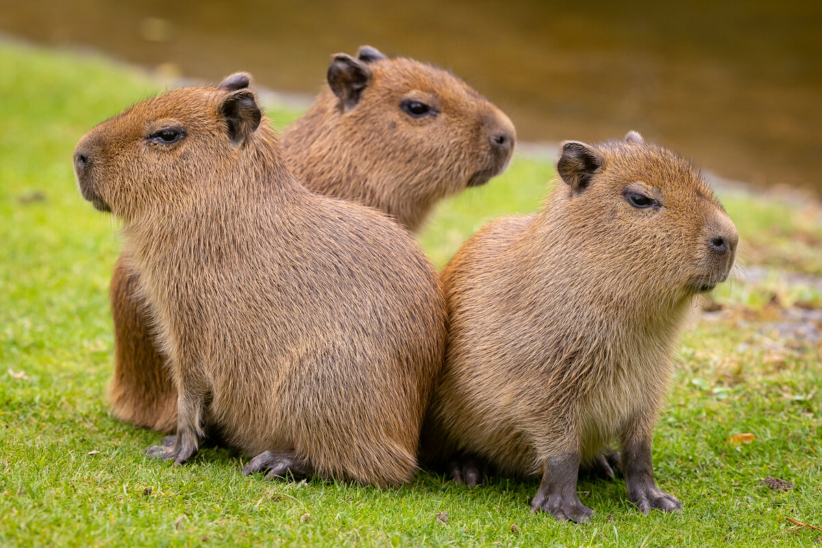 süße Capybara aus dem Zoo Berlin